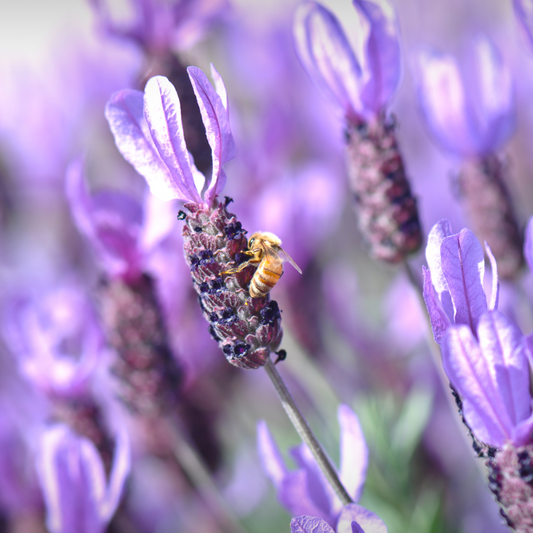 Lavender 'Spanish/Italian' Lavandula stoechas 20cm