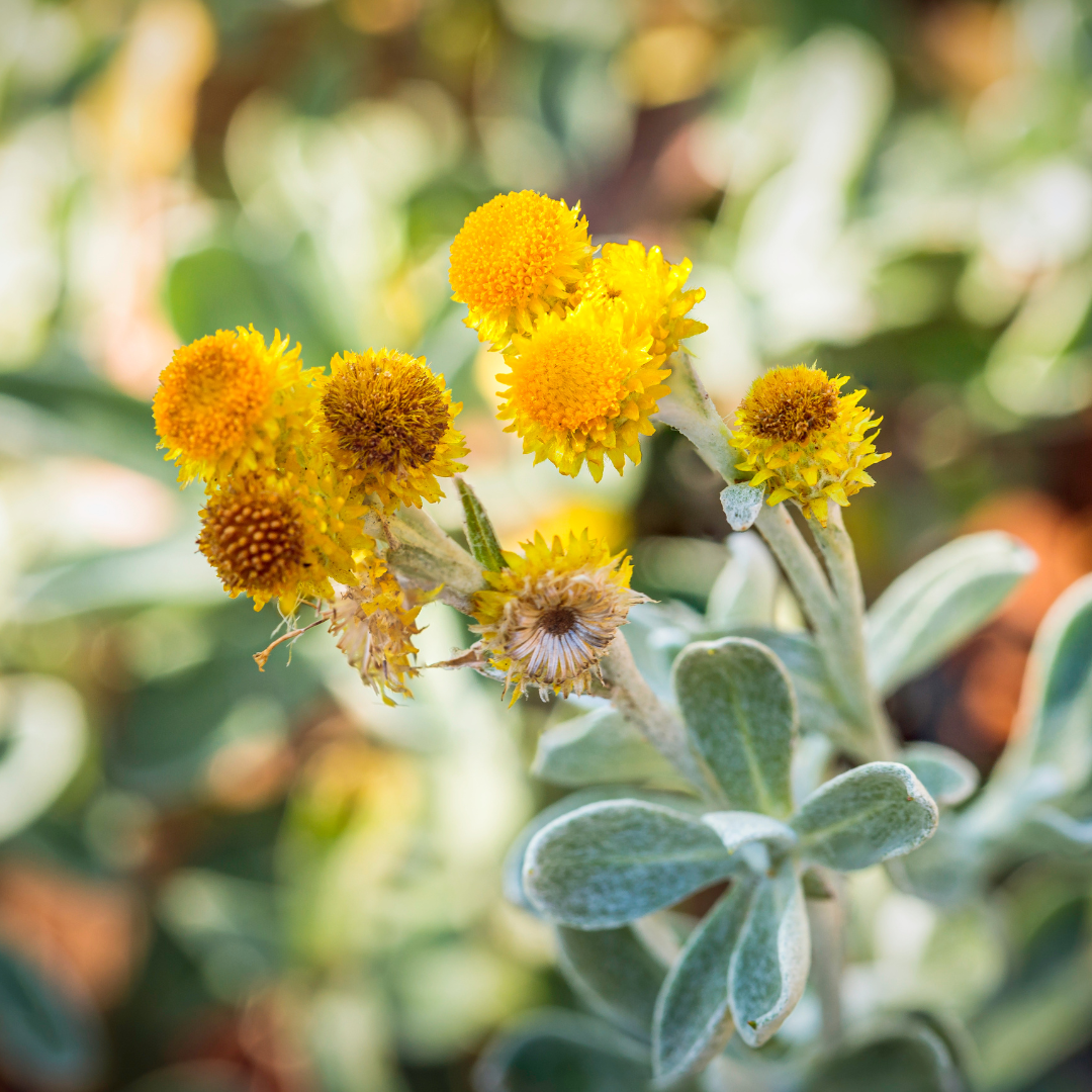 Chrysocephalum apiculatum 'Yellow Buttons' 14cm
