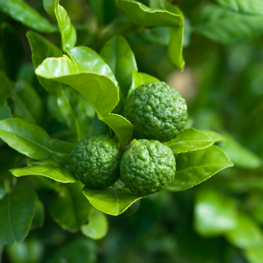 Lime Kaffir Grafted 5L