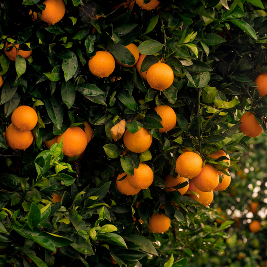 Orange 'Valencia Seedless' Grafted 5L