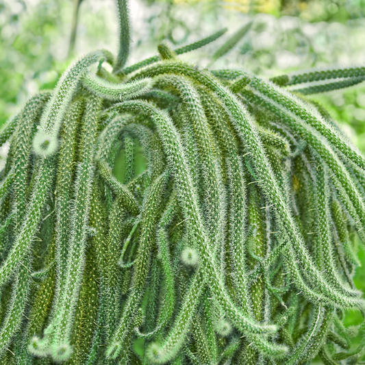 Disocactus flagelliformis Rat Tail Cactus Hanging Basket 15cm