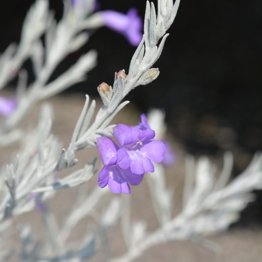 Eremophila nivea 20cm