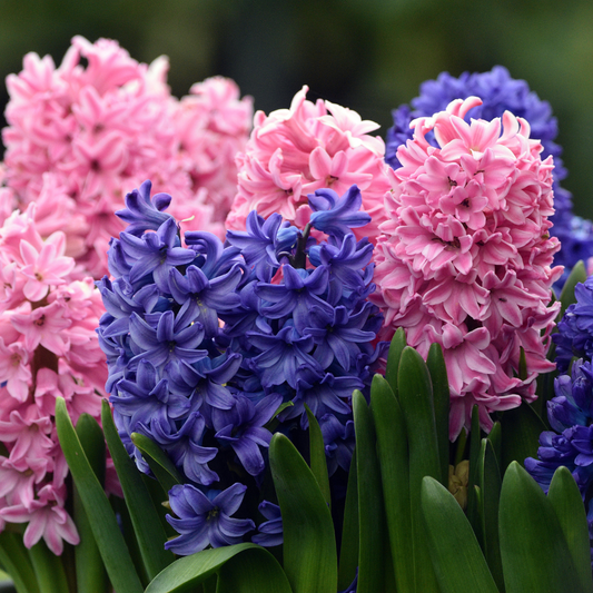 Hyacinth Assorted 120mm