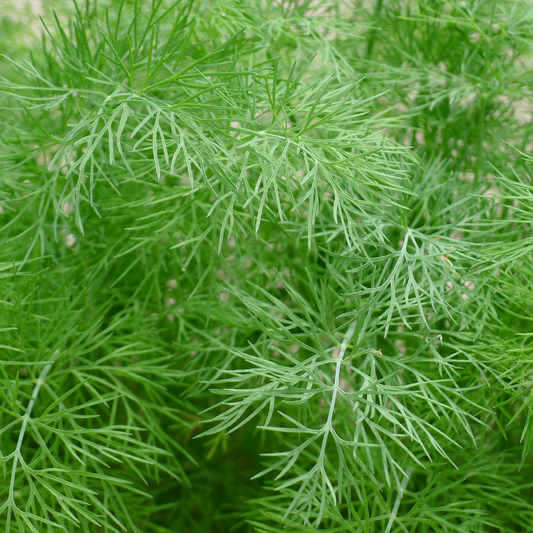 Dill 100mm