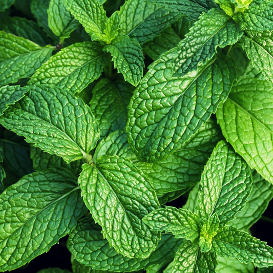 Mint 100mm