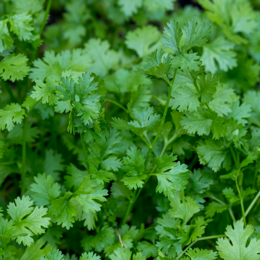 Coriander 100mm