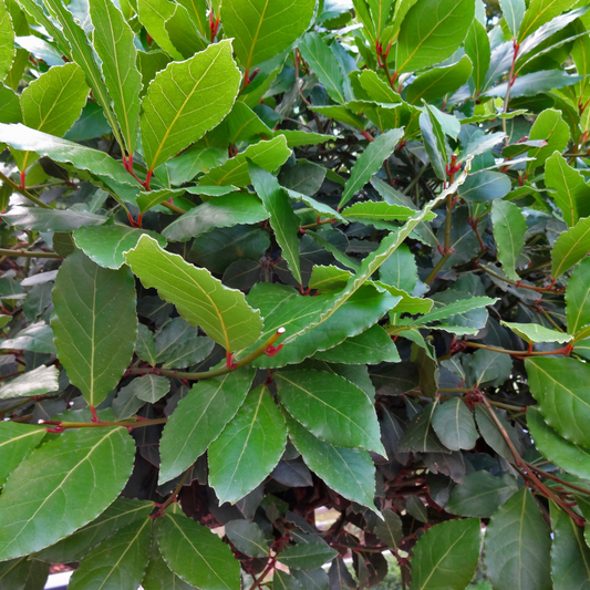 Laurus nobilis 'Bay Leaf' 14cm