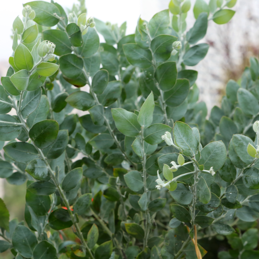Acacia podalyriifolia 'Queensland Silver Wattle' 20cm