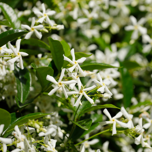 Trachelospermum jasminoides ‘Chinese Star Jasmine’ 180mm