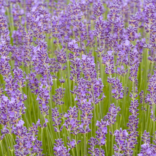 Lavender ‘Munstead’ 7cm