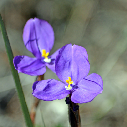 Patersonia occidentalis  'Native Iris' 14cm