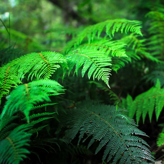 Polystichum proliferum 'Mother Shield Fern' 7cm