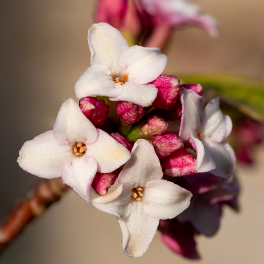 Daphne 'Perfume Princess' 14cm