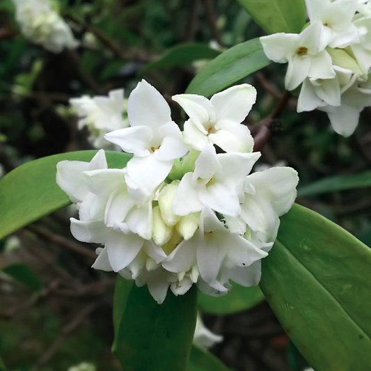 Daphne 'Perfume Princess White' 14cm