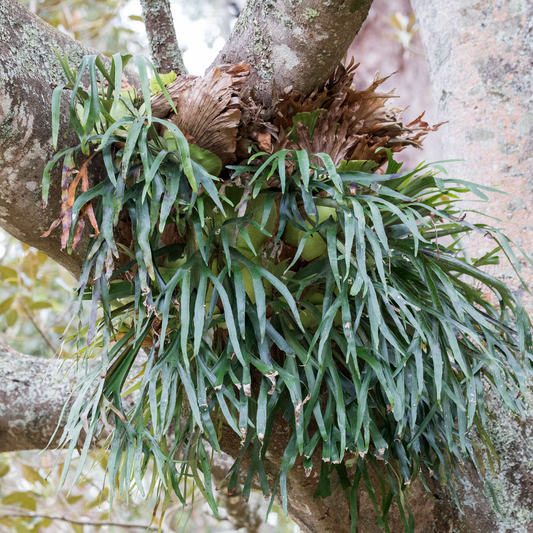Elkhorn fern 20cm