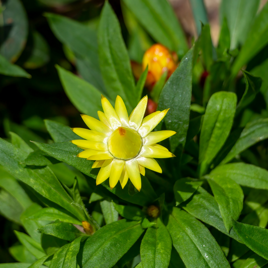 Xerochysum bracteatum ‘Sticky everlasting’ 14cm