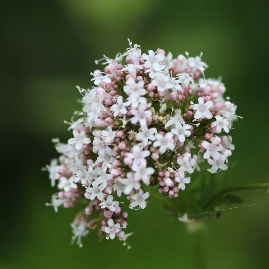 Valerian 95mm
