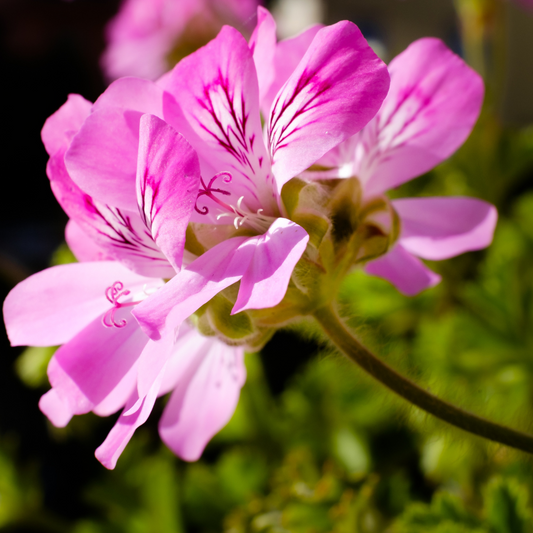 Geranium Rose Scented 95mm
