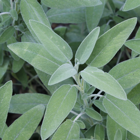 Sage Common 95mm