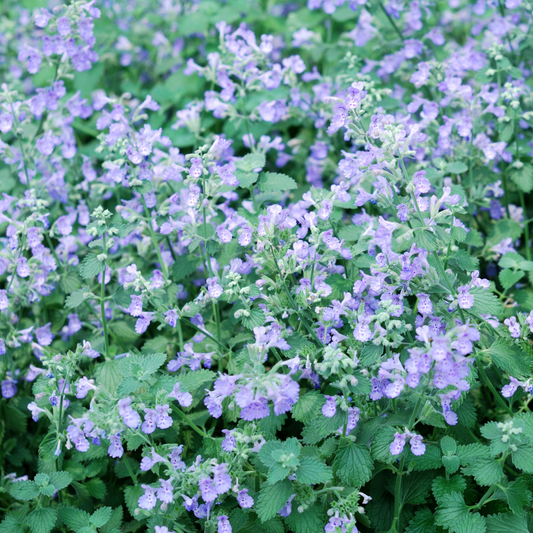 Catmint 95mm