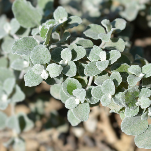 Helichrysum petiolare Liquorice Plant 95mm
