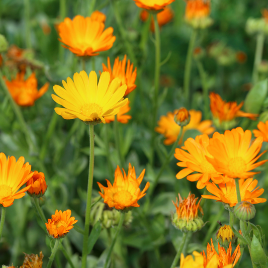 Calendula officinalis Orange Salad 95mm