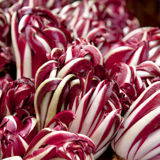 Radicchio 95mm