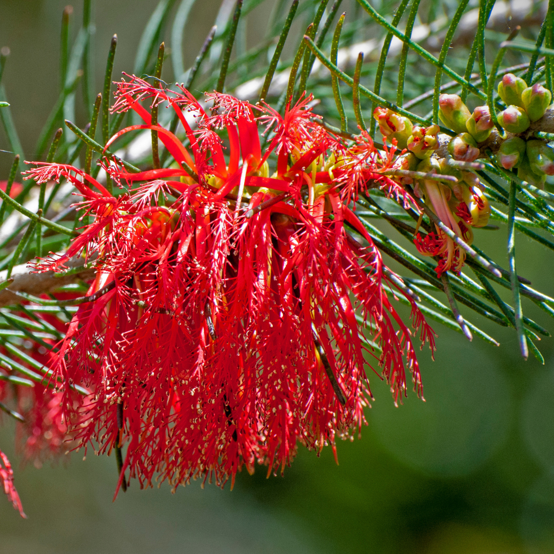 Calothamnus quadrifidus 'Prostrate'14cm