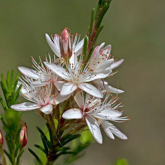 Calytrix tetragona White 14cm