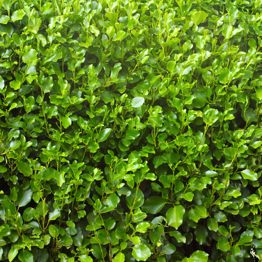 Griselinia littoralis 'Broadway Mint' 14cm