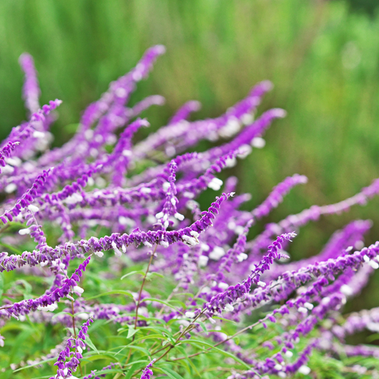 Salvia leucantha 14cm