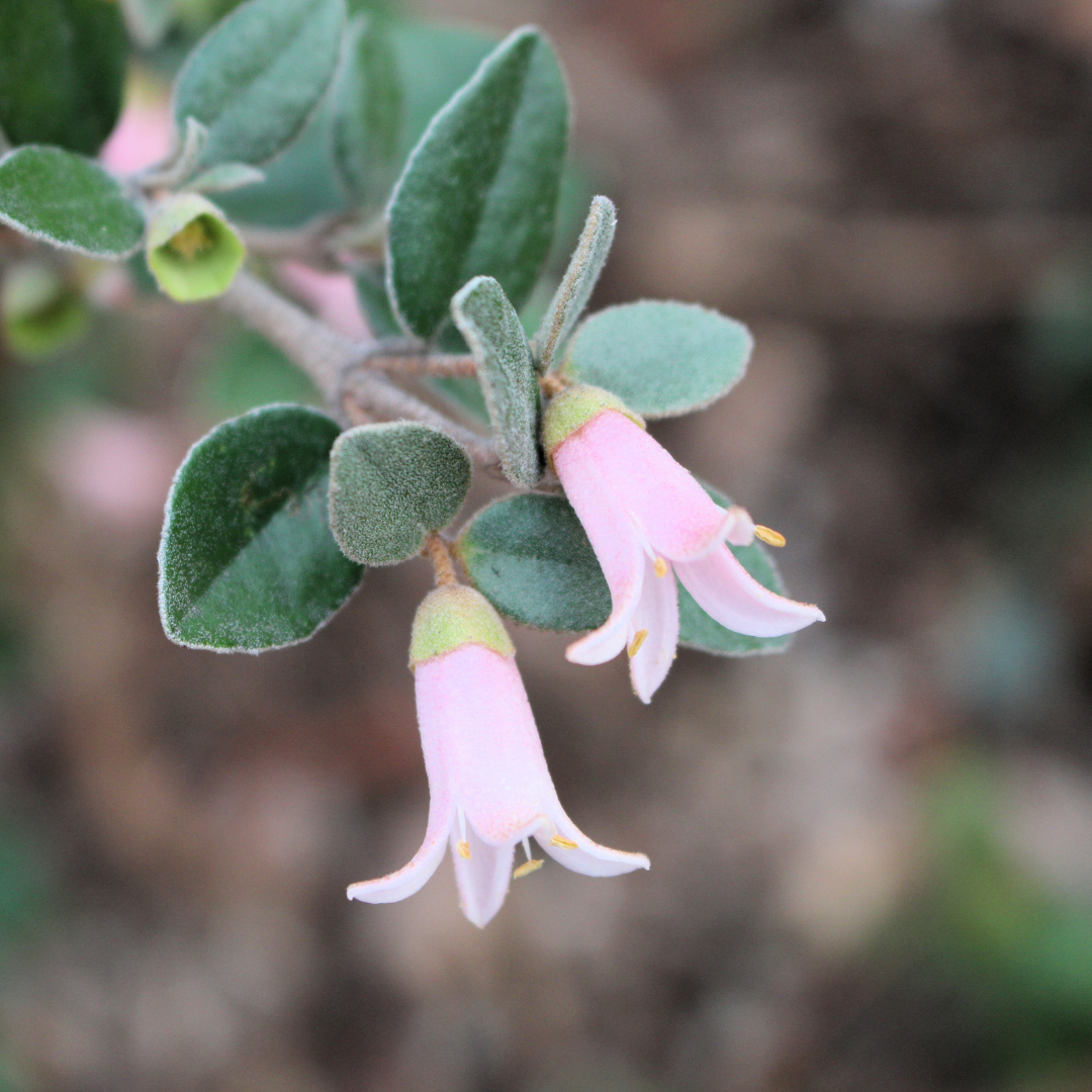 Correa alba (COR10) 'Coastal Pink' 14cm Seconds