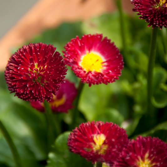 Bellis 'English Daisy' 100mm