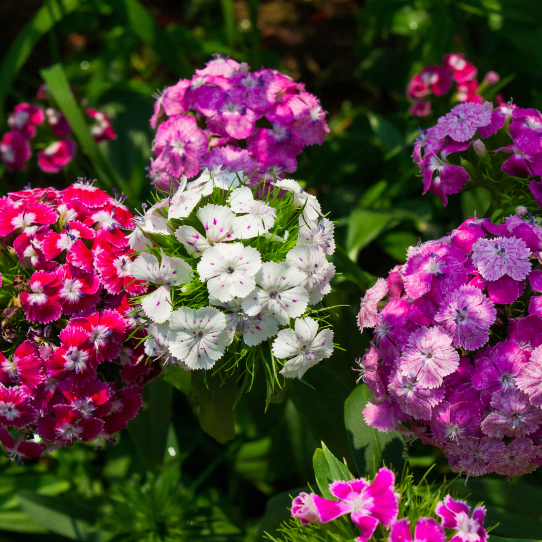 Dianthus spp. Assorted 100mm