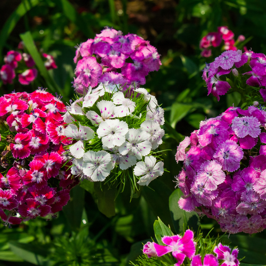 Dianthus spp. Assorted 100mm