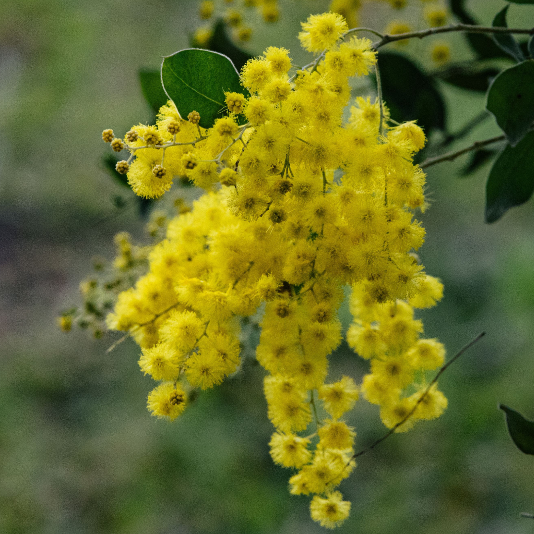 Acacia podalyriifolia 'Queensland Silver Wattle' 20cm
