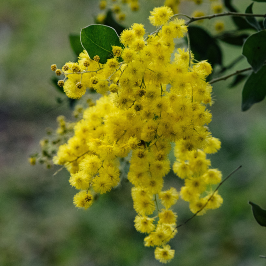 Acacia podalyriifolia 'Queensland Silver Wattle' 20cm