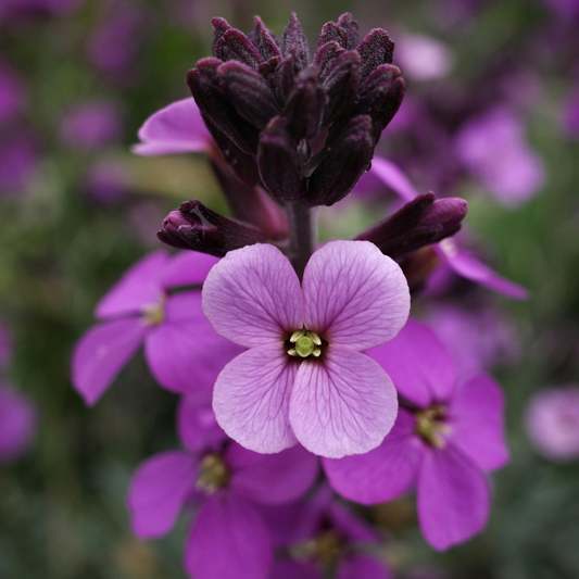 Erysimum 'Bowle's Mauve' 14cm