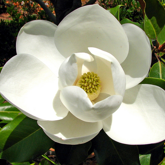 Magnolia ‘Little Gem’ 25cm