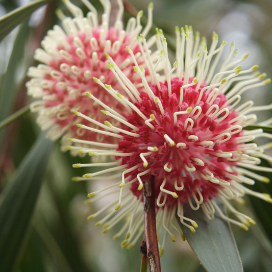 Hakea laurina 20cm