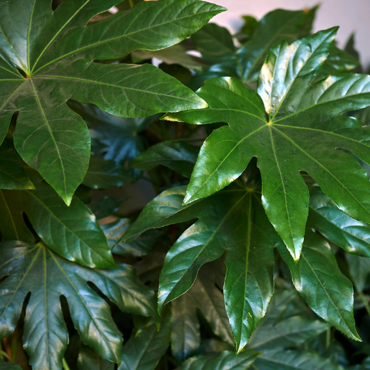 Fatsia japonica 14cm