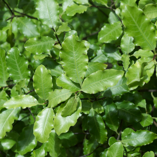 Pittosporum tenuifolium 'Green Pillar' 14cm