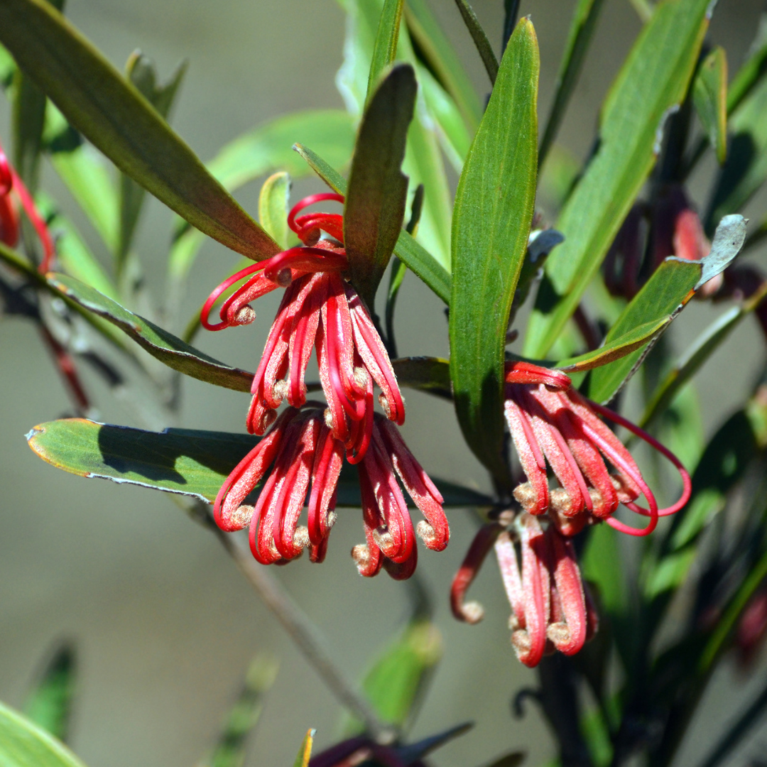 Grevillea oleoides 14cm