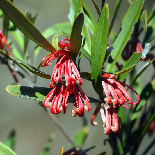 Grevillea oleoides 14cm
