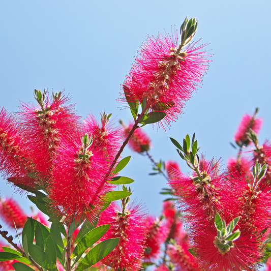 Callistemon citrinus 'Western Glory' 14cm