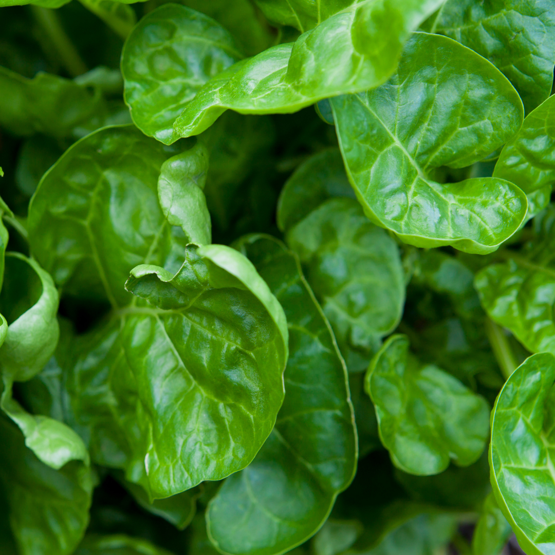 Spinach Perpetual Leaf 250 Seeds