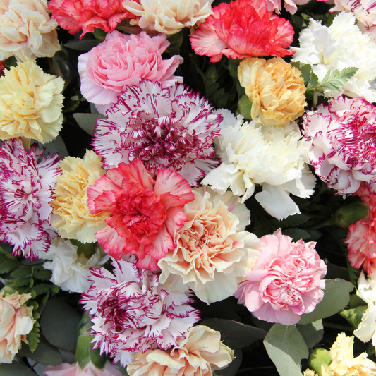 Carnation Dwarf Fragrance 150 seeds