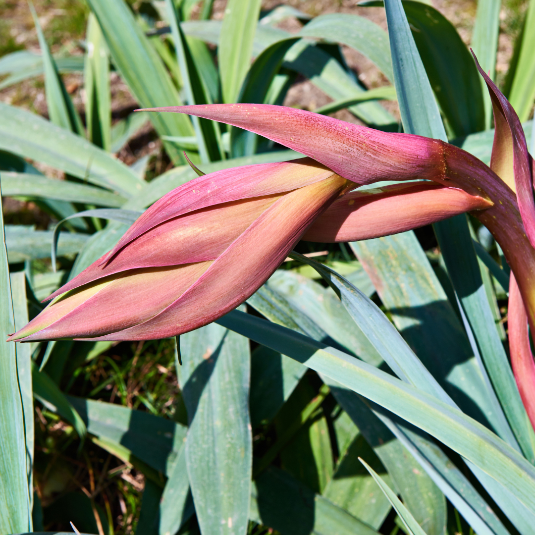 Beschorneria yuccoides 18cm