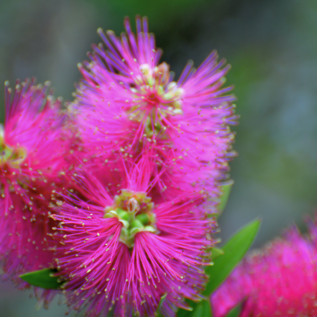 Callistemon 'Purple Splendour' 14cm