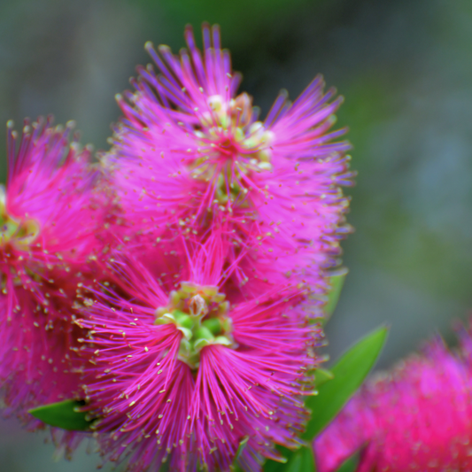 Callistemon 'Purple Splendour' 14cm